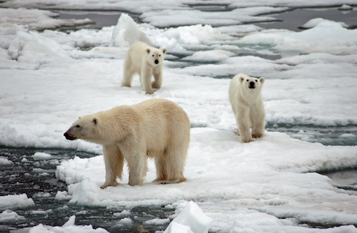 national geographic picture of the year 2022 polar bear