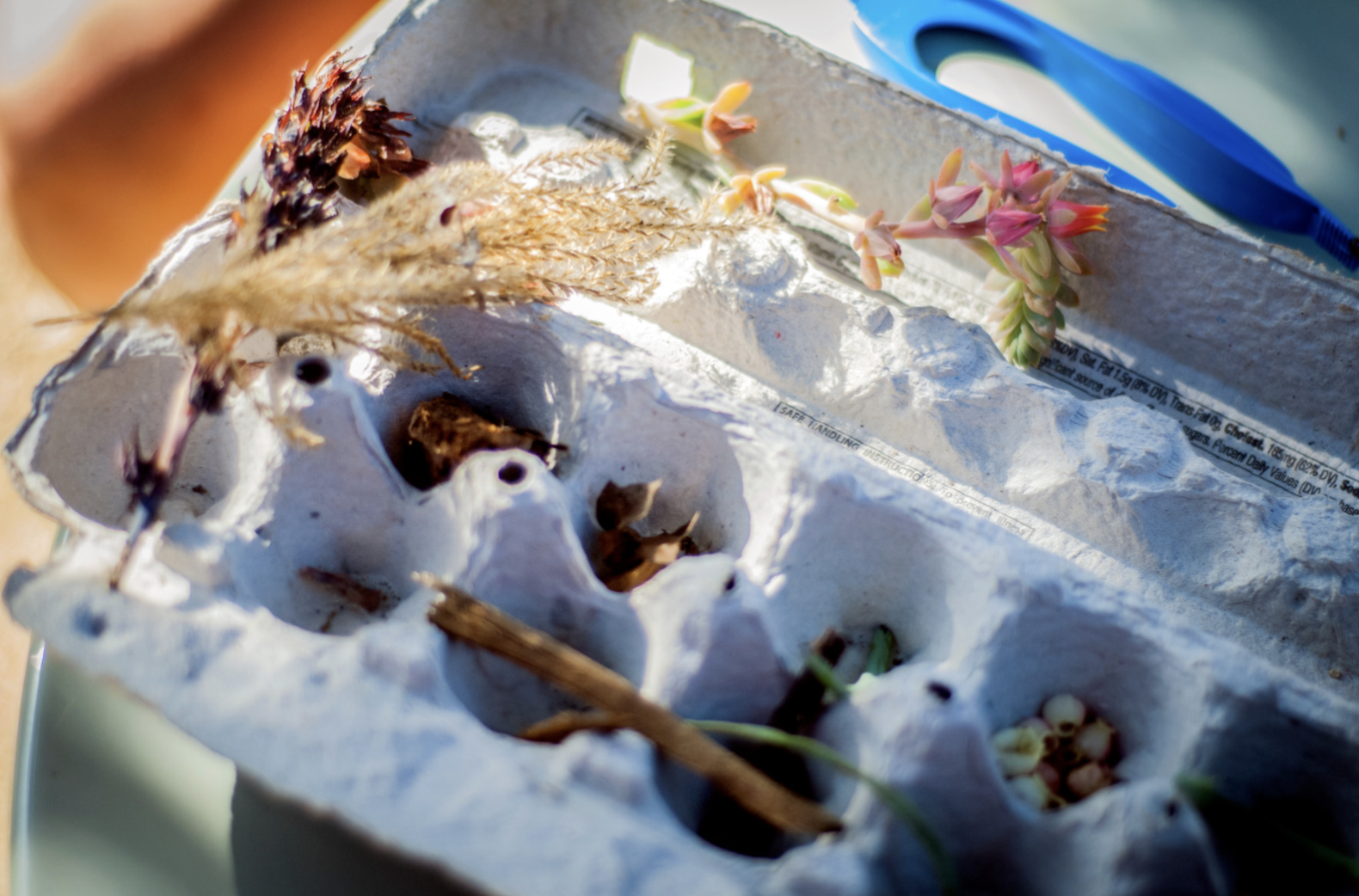 Kids Treasure Box Egg Carton Activity Tinkergarten